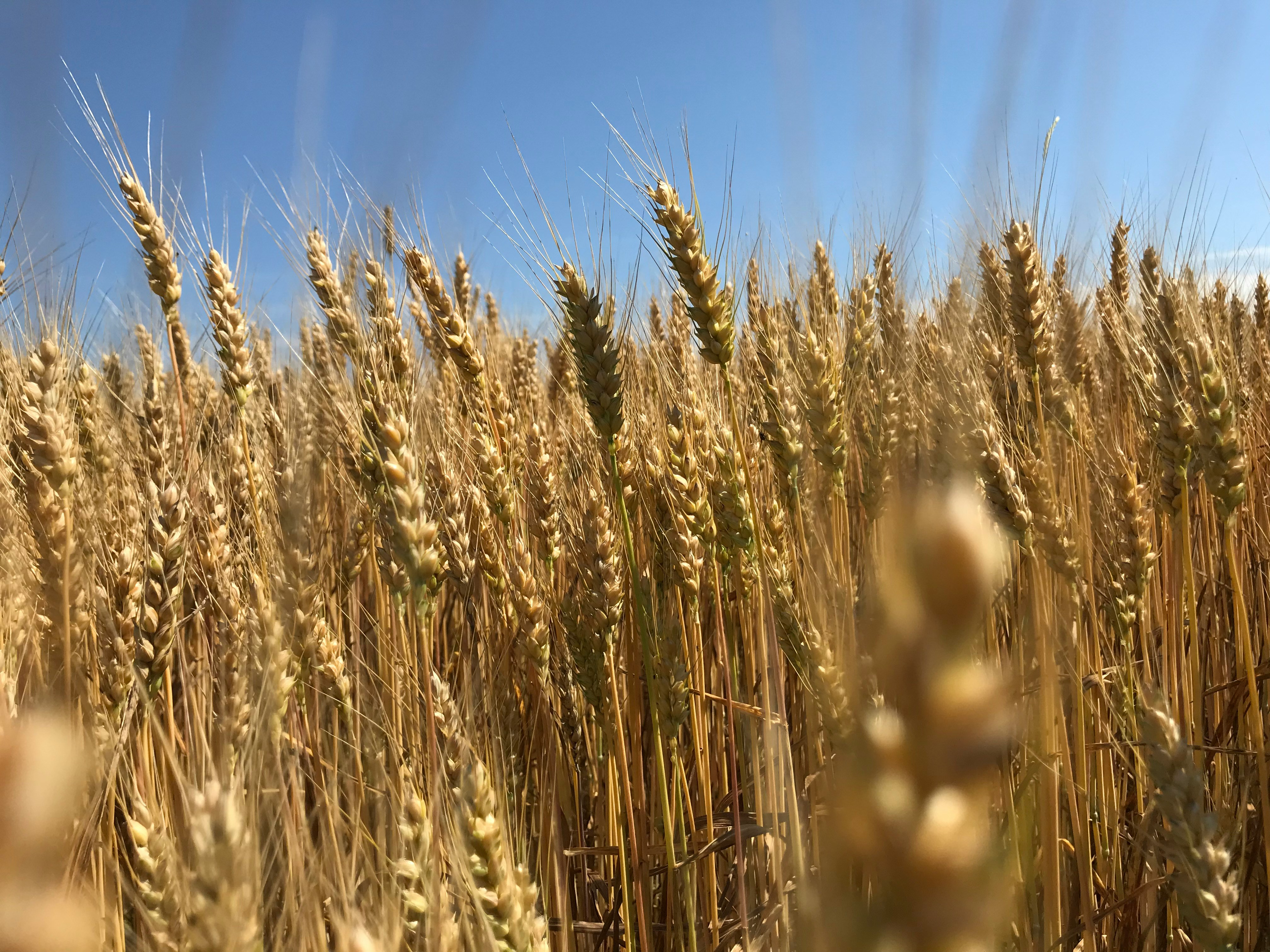 Golden wheat field representing wholesale food ingredients
